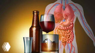 Иллюстрация с бутылкой, бокалами и стопкой алкогольных напитков на фоне анатомической схемы человека и органов пищеварения.