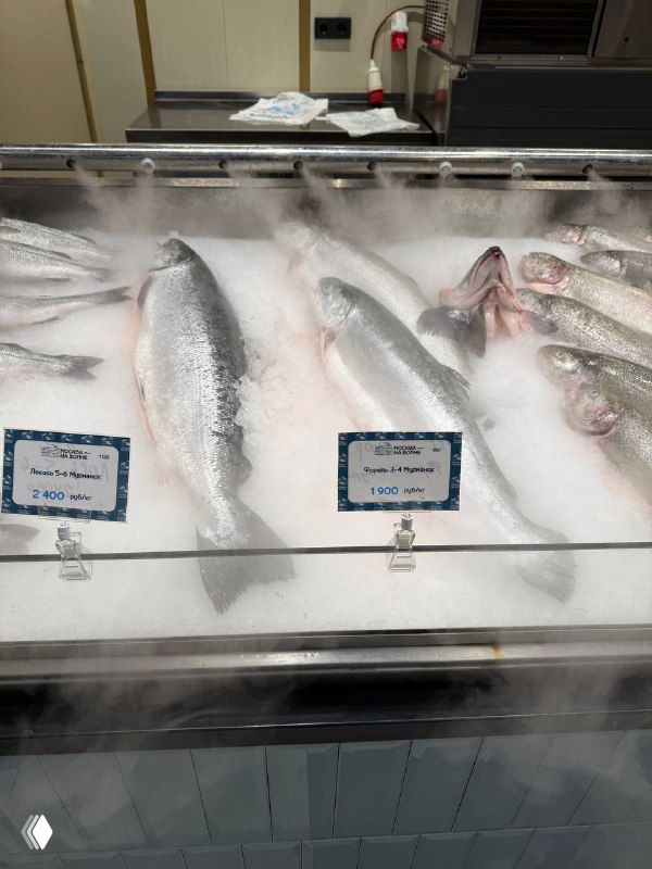 Несколько целых тушек рыбы на льду в витрине магазина: серебристая чешуя, лед и ценники, демонстрирующие свежесть и охлаждение продукции