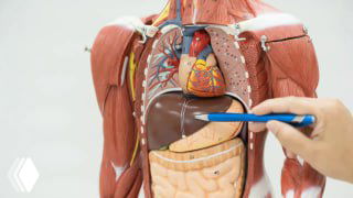 Анатомическая модель торса с печенью; указка показывает область печени и соседние органы — иллюстрация к теме жирового гепатоза.