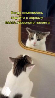 Мем с котом, который смотрится в зеркало после лазерного пилинга; изображение подчёркивает тревогу и процесс восстановления кожи после косметических процедур.