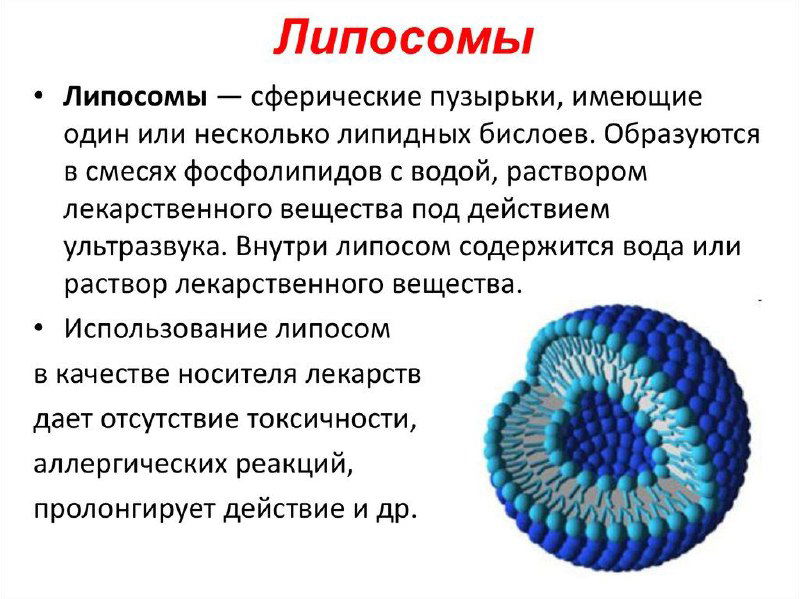 Схематическая иллюстрация липосомы: сферическая модель с липидными слоями на белом фоне и поясняющим текстом о строении.