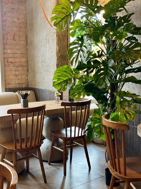Широкий план столиков и крупных искусственных растений в ресторане грузинской кухни «Твиани», уютная мебель и кирпичная стена.