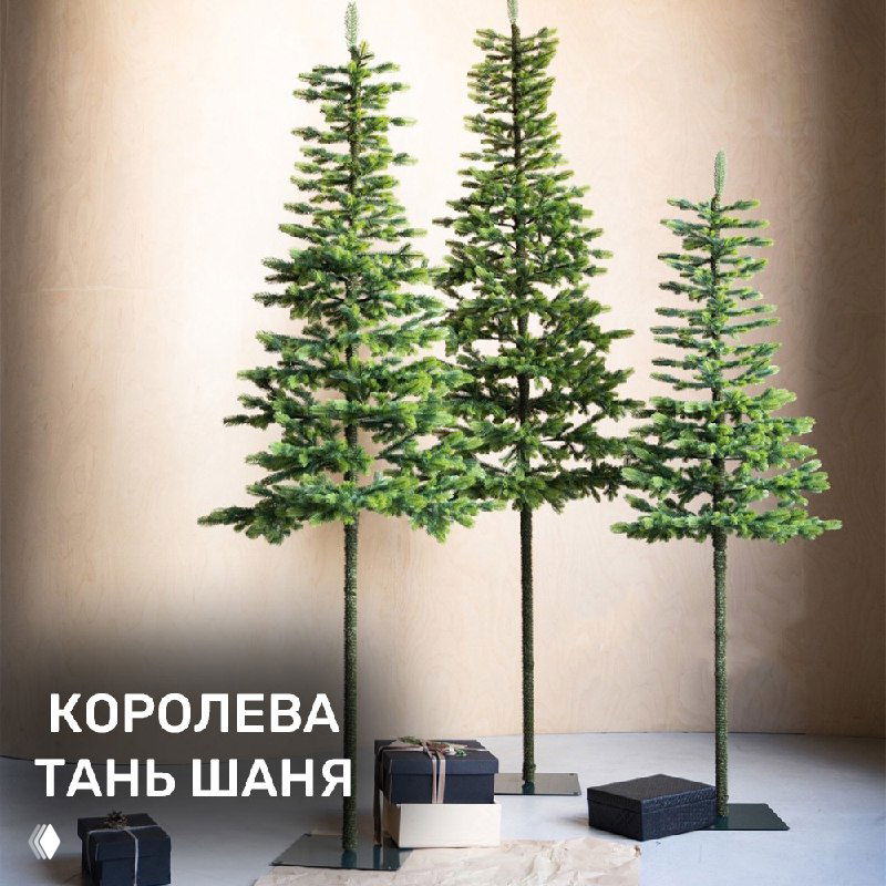 Три стройных дерева серии «Королева Тянь Шаня» разной высоты на подставках, показаны в композиции как набор из трёх ёлок для группового оформления.