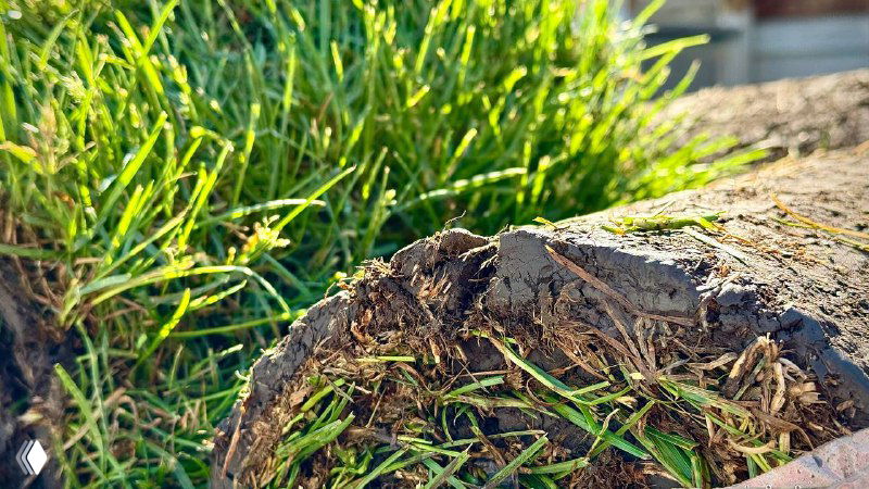 Крупный план свежесрезанного рулонного газона: видна земля, корни и плотная дернина, демонстрирующие качество среза и зелёную поверхность.