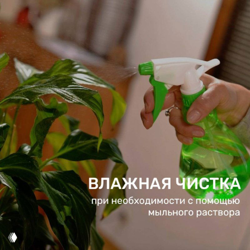 Рука с распылителем наносит мыльный раствор на листья искусственного растения — иллюстрация влажной чистки по необходимости.