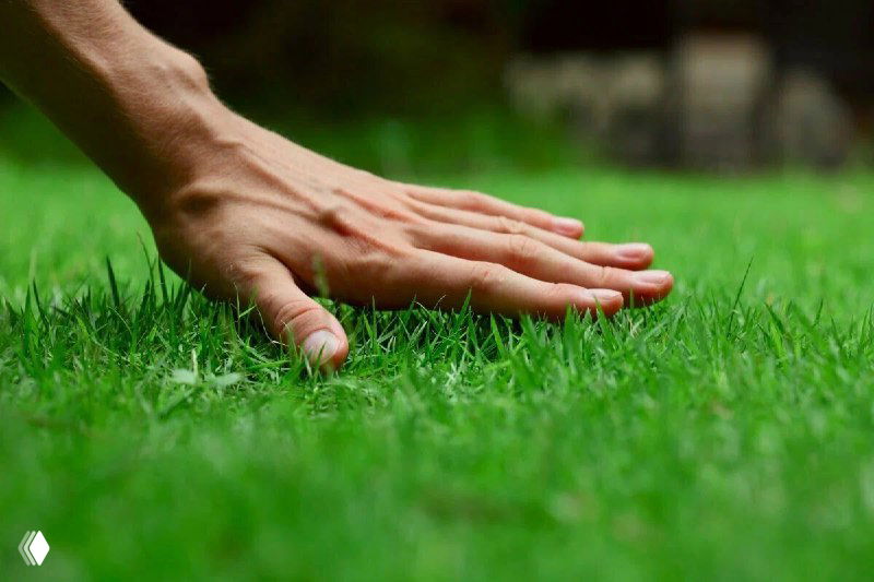 Крупный план: рука гладит плотный зелёный газон на участке, видно густую травяную поверхность, мягкость и ухоженность газонного ковра.