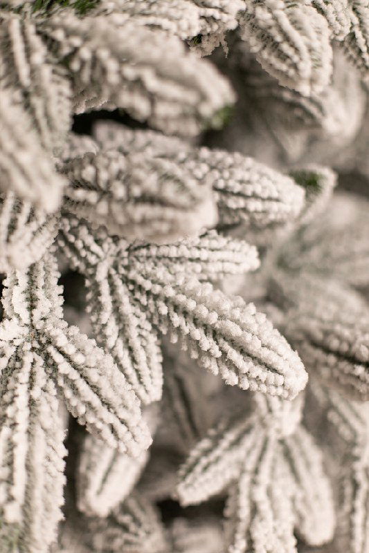 Макросъёмка отдельных иголок и веток ёлки с эффектом искусственного снега; показана фактура покрытия и детальные элементы хвои.