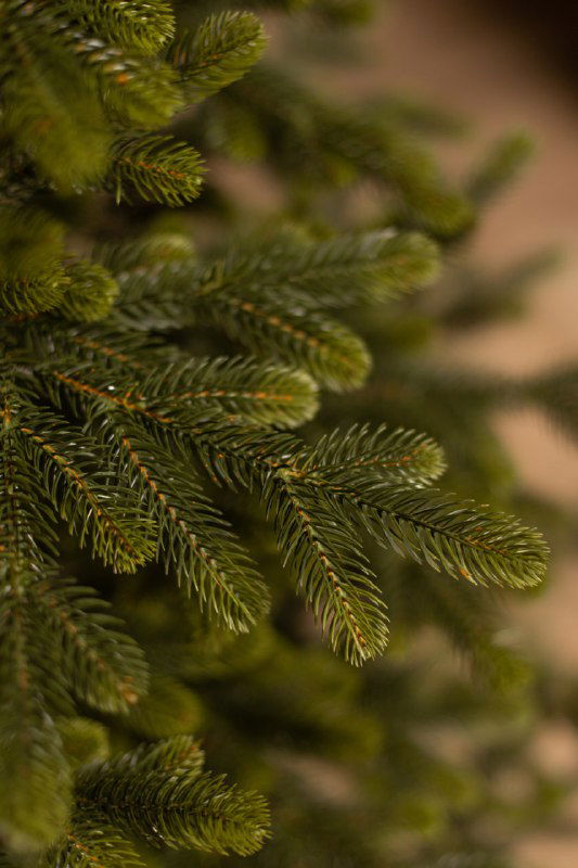 Макро‑кадр ветви ёлки «Люблинская» с акцентом на естественную плотность хвои и лёгкое свечения зелёных кончиков иголок.