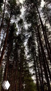 Вертикальный снимок соснового леса с высоким ракурсом между стволами, передаёт атмосферу маршрута для квадроциклов и снегоходов в Челябинске.