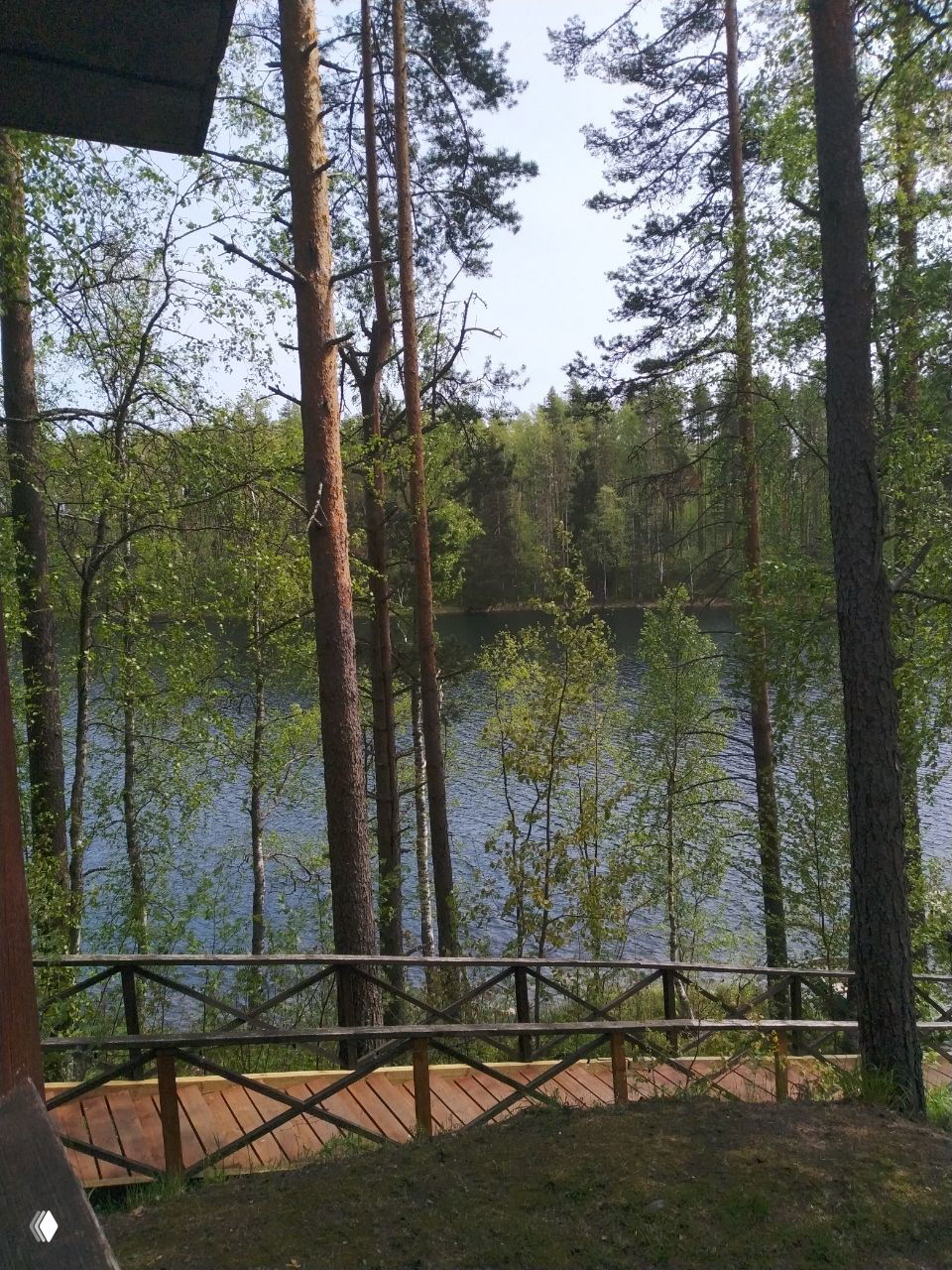 Вид на лес и озеро сквозь сосны и берёзы: деревянная дорожка с ограждением, летняя зелень и спокойная водная гладь.