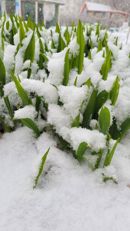 Крупный план весенних зелёных ростков, укутанных снегом в саду; фото передаёт контраст тепла и холодной тишины.