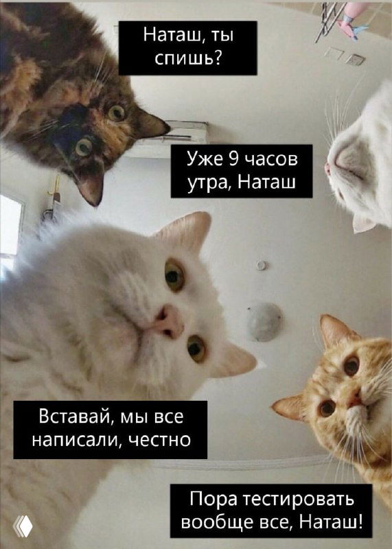 Четыре кошки сняты снизу: они близко смотрят в камеру, на изображении видны чёрные подписи‑пузырьки с фразами о тестировании и утре.