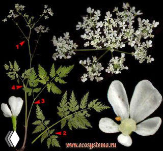 Ботаническая схема зонтичного растения с белыми соцветиями и детальным изображением листьев, сопоставление частей морковника/купыря.