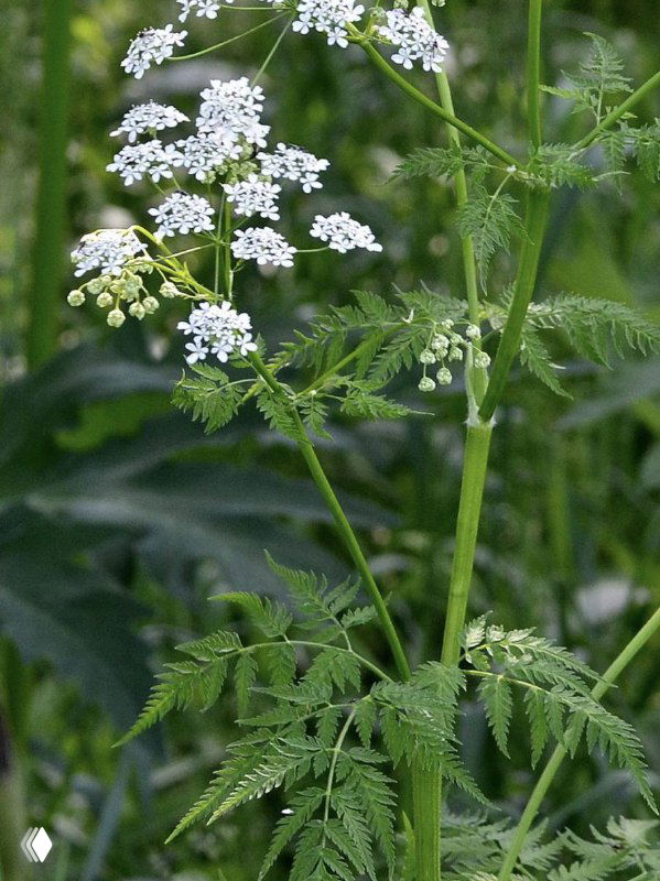 Фотография живого зонтичного растения с белыми соцветиями и перистыми листьями на фоне зелёной травы, естественная среда роста.