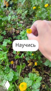 Рука держит маленький жёлтый цветок на фоне зелёной листвы; на изображении наклейка «Научись» — контекст творчества и материалов для заливки.