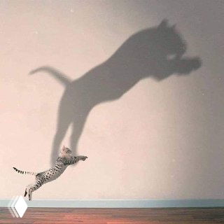 Фото прыгающей кошки и её тень на стене, композиция использована в визуалах курса для передачи лёгкости и динамики движения участников.