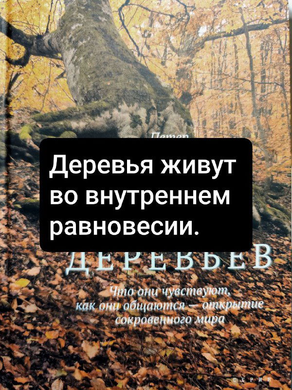 Книжный оракул: «Тайная жизнь деревьев»