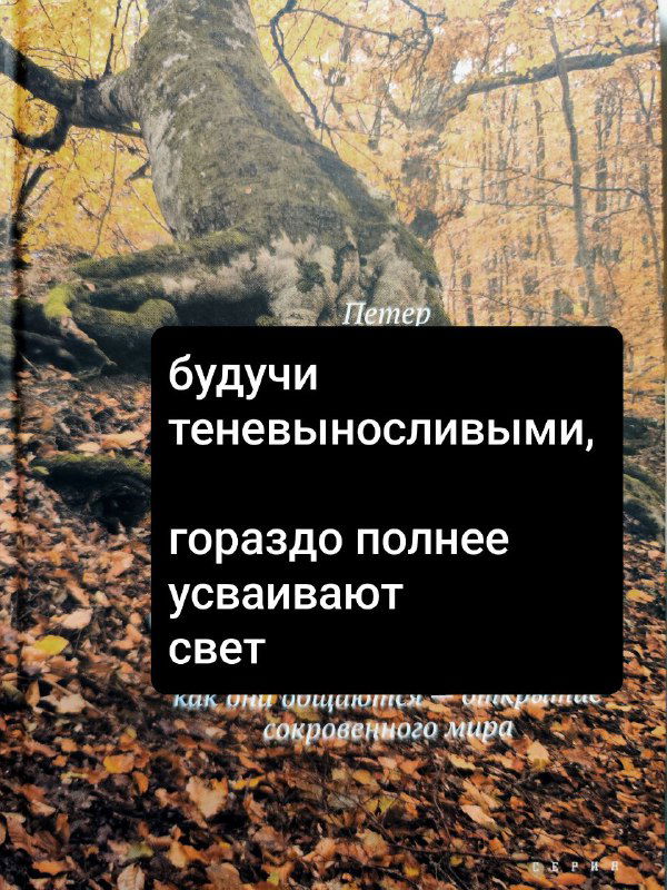 Фрагмент обложки с цитатой о теневыносливости деревьев: текст на чёрном фоне, ствол и опавшая листва создают мягкий контраст.