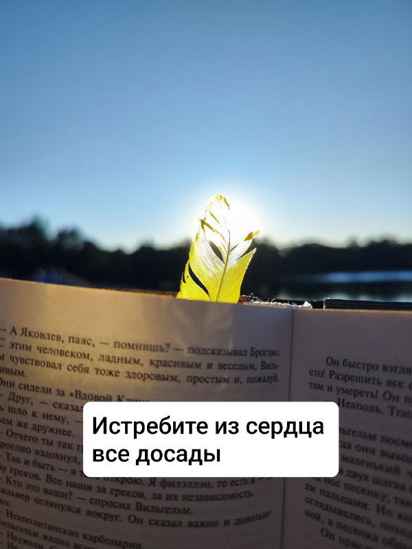 Солнце, просвечивающее через лист и освещающее страницу книги; на снимке видно текст и белую карточку с короткой мыслью-оракулом.
