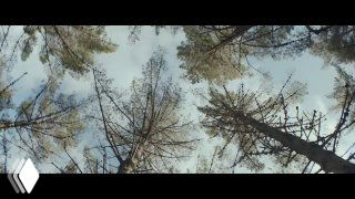 Панорамный кадр рекламного ролика: вид снизу на высокие сосны под облачным небом, создающий атмосферу задумчивости и визуального контраста в видеоряде.
