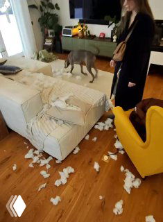 POV-видео: вид на интерьер квартиры после того как собака погрызла чехол и разбрасывала бумажки; диван, пол и следы повреждений.