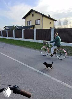 POV-кадр: маленькая собака рядом с велосипедистом на улице, съёмка показывает передний план руля и прогулочный сценарий.