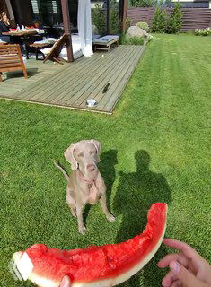 Двор частного дома: собака на траве и рука с долькой арбуза в кадре, летний повседневный момент, снятый очками.