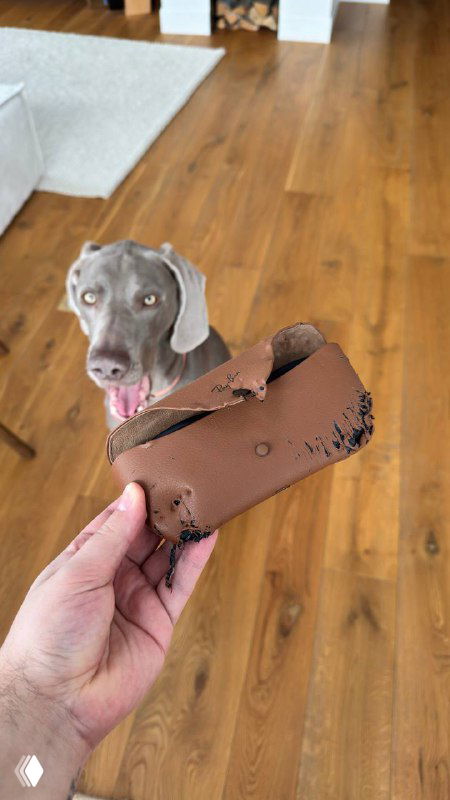 Погрызенный чехол от очков на ладони на фоне полов и мебели; видна повреждённая поверхность и собака рядом.