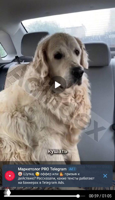 Крупный план собаки на заднем сиденье автомобиля; на кадре видно пример текстового рекламного баннера поверх видеоролика в интерфейсе Telegram.