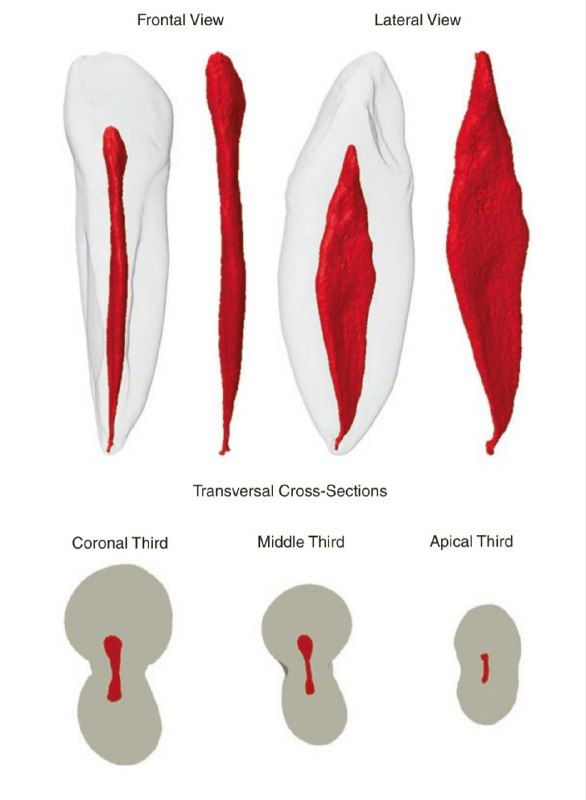 Иллюстрация морфологии резцов нижней челюсти: фронтальные и боковые виды с поперечными сечениями корневых каналов.