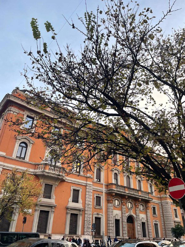 Высокое дерево с тонкими ветвями на фоне оранжевого фасада здания в центре Рима — сочетание природы и городской архитектуры.