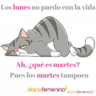 Мем с уставшим серым котом и надписью про понедельник и вторник: изображение выражает усталость и ироничное отношение к началу недели.