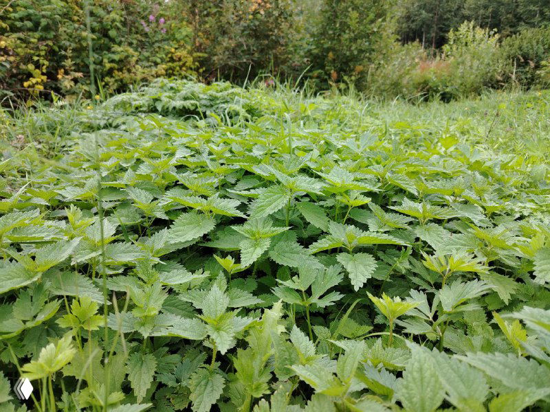 Поля и густые заросли крапивы в естественной среде — место сбора сырья для приготовления крапивного шампуня и настоев в домашних условиях.