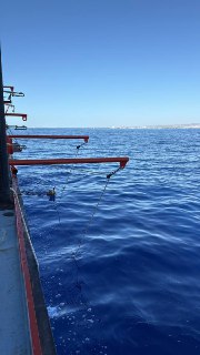 Вид с борта на спокойное синее море и горизонт, видны кронштейны и элементы борта, вдалеке — ныряющие в воде