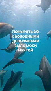 Подводный кадр: группа дельфинов в прозрачной голубой воде, вид снизу, мягкое освещение и ощущение свободы в плавании.
