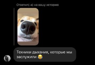 Крупный план носа и морды собаки Бухты в шутливом ракурсе, кадр подчёркивает юмористический тон поста и реакцию аудитории в сообщениях.