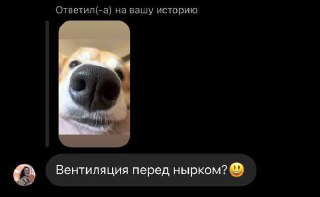 Скриншот с близким планом морды собаки и фрагментами переписки, иллюстрирующий комментарии подписчиков и атмосферу истории.