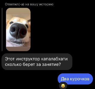 Фотография крупным планом носа собаки на тёмном фоне мессенджера с видимыми репликами; подчёркивает личный и лёгкий стиль публикации.