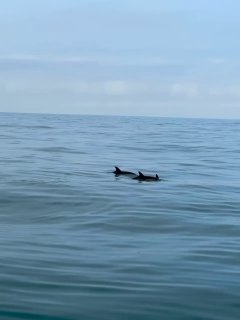 Два дельфина, плавающие рядом с лодкой на спокойной морской поверхности, чётко видны их силуэты и плавные движения воды.