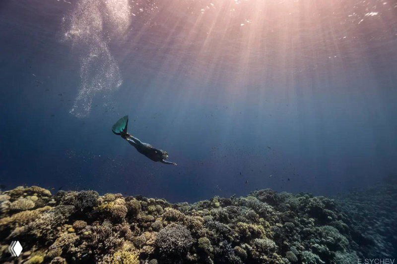 Фридайвер в ластах и костюме плывёт над коралловым рифом, лучи солнца проникают сквозь поверхность воды