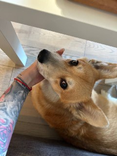Крупный план корги Бухта, которую ласково гладят под столом: видно морду собаки, внимательный взгляд и татуированную руку хозяина в интерьере дома.