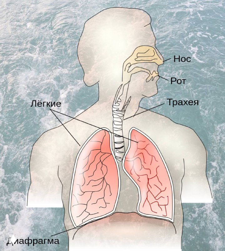 Схема дыхательной системы: лёгкие, трахея и диафрагма на фоне морской текстуры, пояснение роли диафрагмы при вдохе.