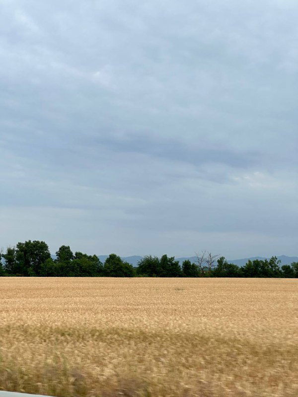 Широкое золотое поле пшеницы с линией горизонта и холмами под низким серым облачным небом — сельский вид региона.