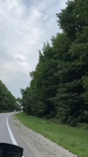 Извилистая трасса, по которой идёт дорога вдоль плотного зелёного леса; кадр показывает придорожную растительность и небо.