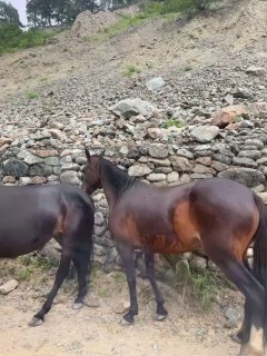 Две лошади, стоящие боком у каменной подпорной стены в горной долине; видна шерсть, мускулатура и естественная среда вокруг.