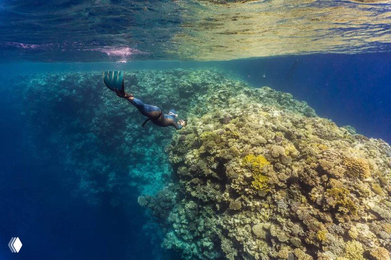 Фридайвер под водой у кораллового рифа; вид сбоку, демонстрирует положение тела при манёвре Вальсальва.