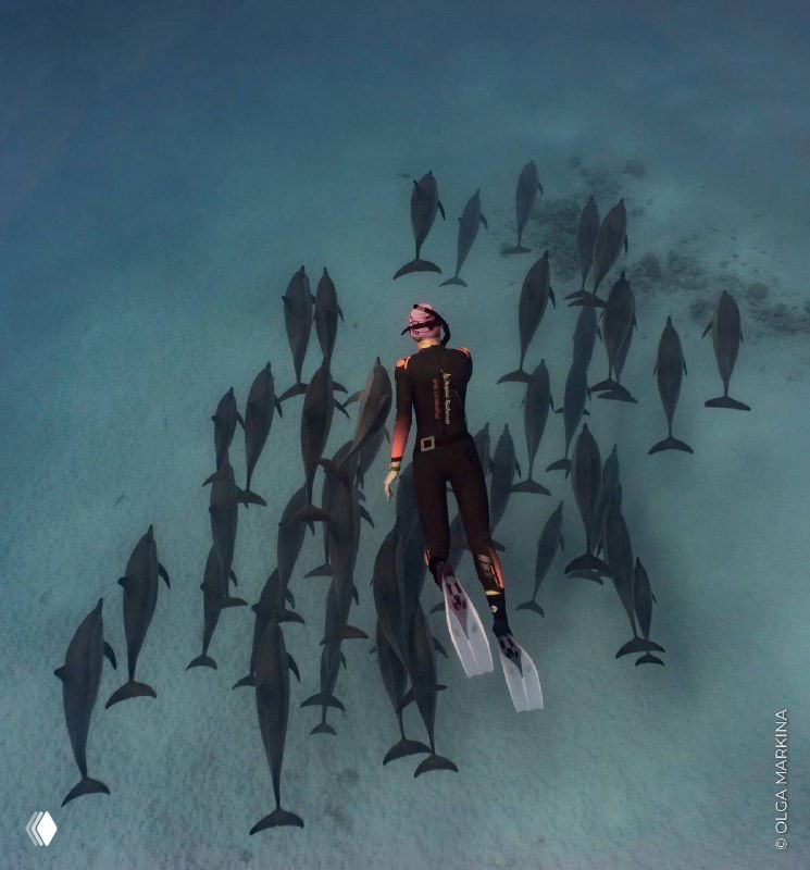 Вид сверху: фридайвер в гидрокостюме плывёт среди стаи дельфинов в прозрачной воде — кадр передаёт масштаб и WOW-впечатление от встречи с морскими животными.