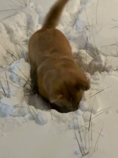 Собака коричневого окраса с опущенной мордой, активно копает снег в сугробе; вокруг заметна заснеженная трава и следы