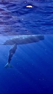 Кадр с крупной морской тенью кита у поверхности в глубокой синей воде, видно контур тела и хвоста и световые блики.