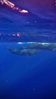 Подводный кадр в тёмно-синей воде: силуэт крупного морского животного, мелкие блики света и атмосферный фридайвинг-контекст для анонса поездки